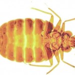 Bed Bug Control Middlesbrough