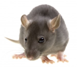 Rat Control Middles brough