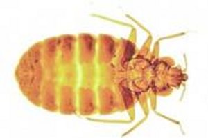 Bed Bug Control Middles brough