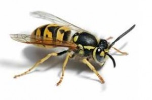 Wasp Nest Removal Middlesbrough